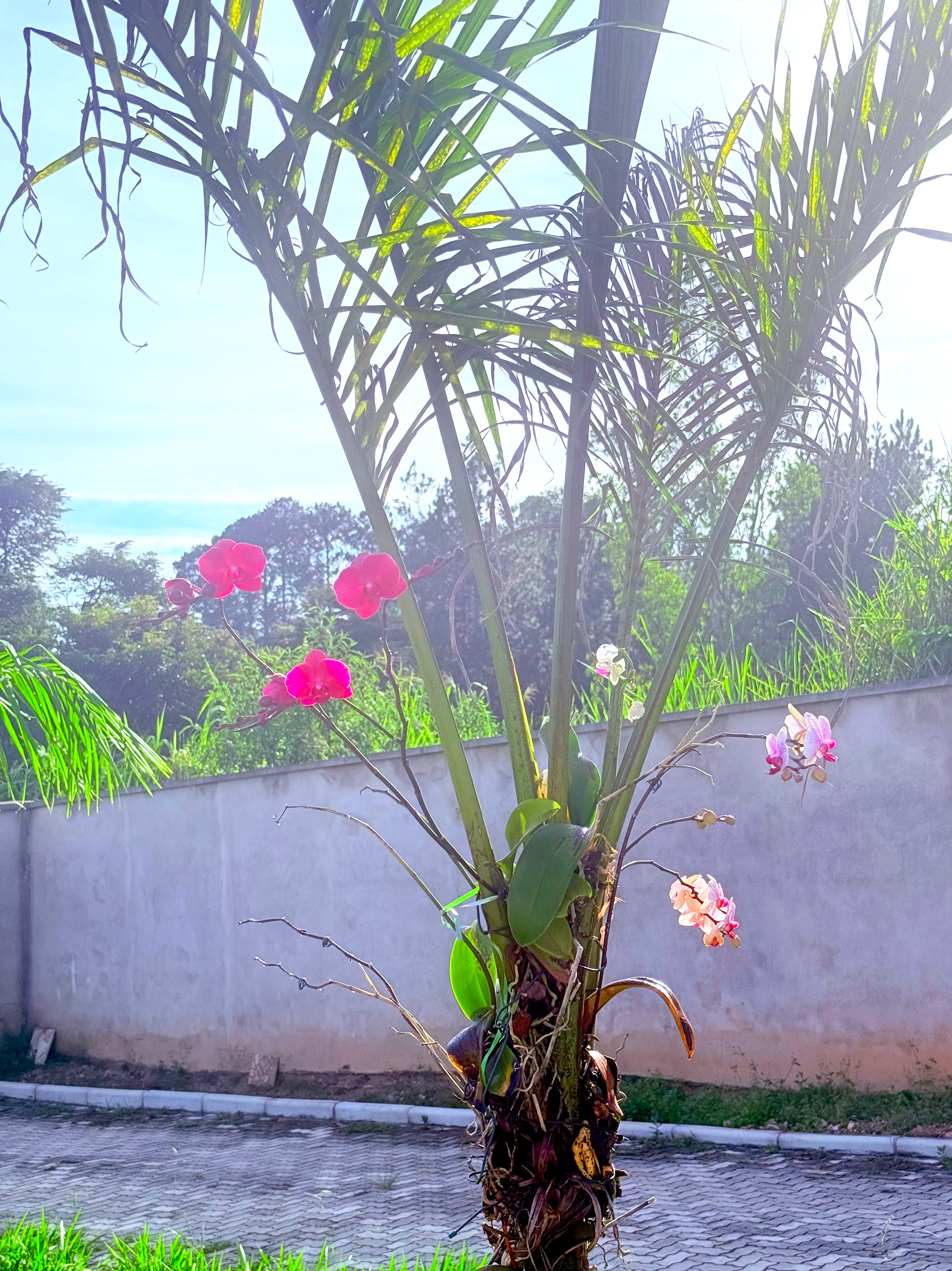 Orquidea Phalaenopsis Branca